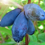 Orlovi nokti su slatki: oprašivači, sadnja i njega, fotografije i recenzije